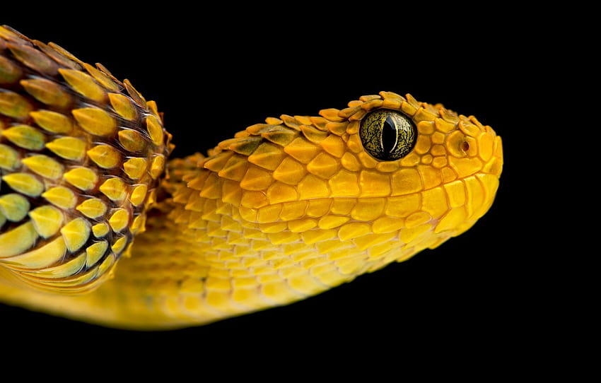 portrait, snake, yellow , section животные, yellow snake HD wallpaper