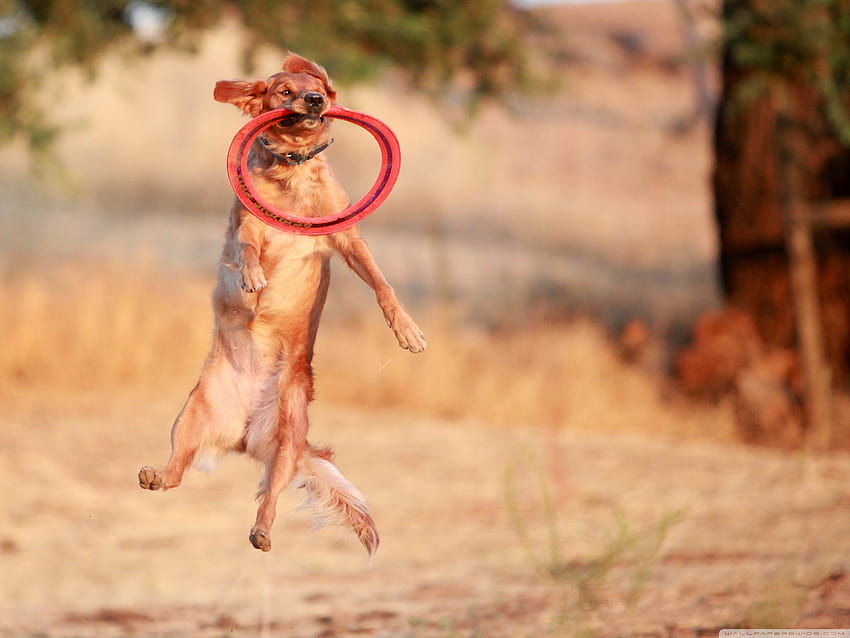 Getting Some Frisbee Air ❤ for • Tablet HD wallpaper