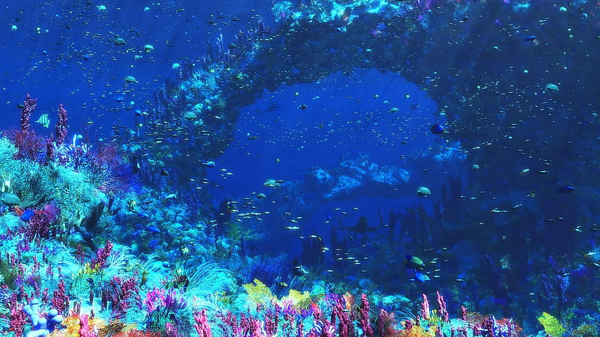 życie pod wodą Tapeta HD