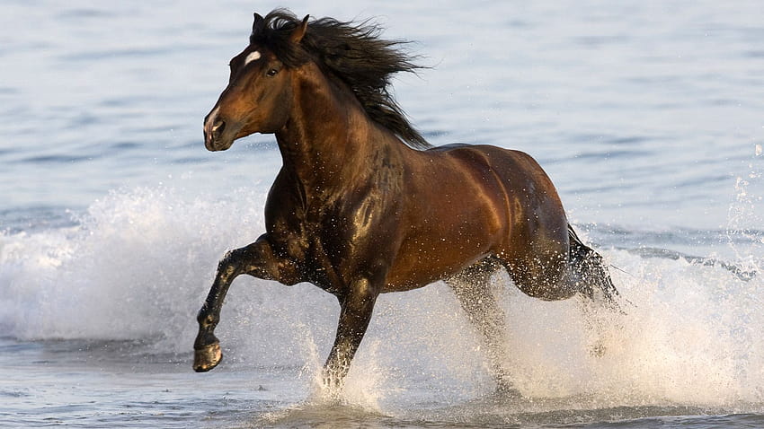 running horses on the beach