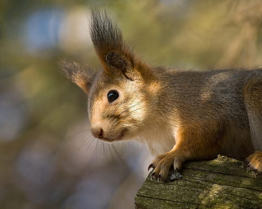 1280x1024 red, squirrel, ears, funny, red squirrel HD wallpaper