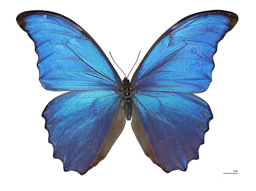 morpho butterflies HD wallpaper