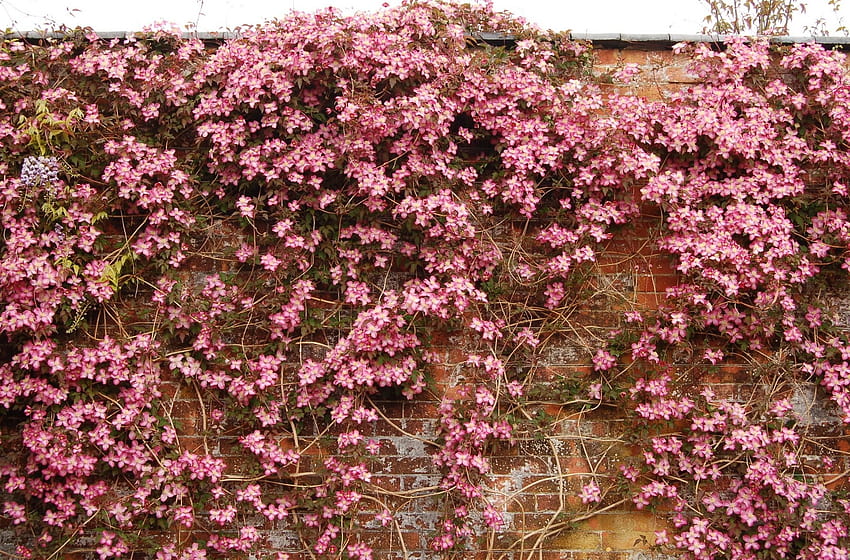 3340599 Clematis, Flowering, Wall, Brick and, clematis flower HD wallpaper
