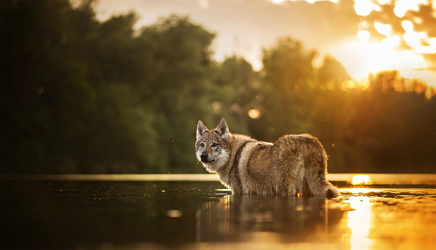 Wolfdog, Animals, Backgrounds, and HD wallpaper