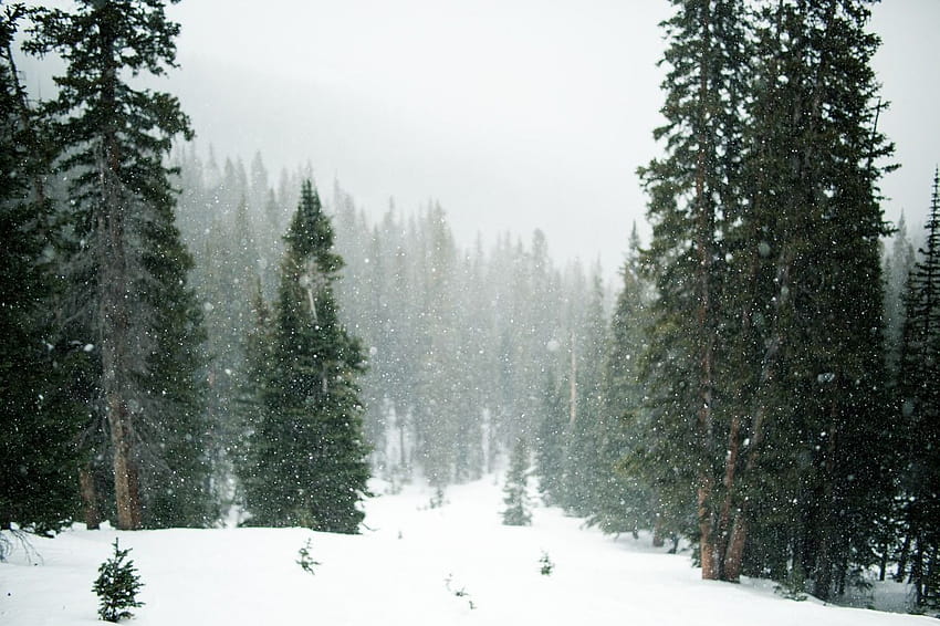 sur Pixabay, forêt à feuilles persistantes d'hiver Fond d'écran HD