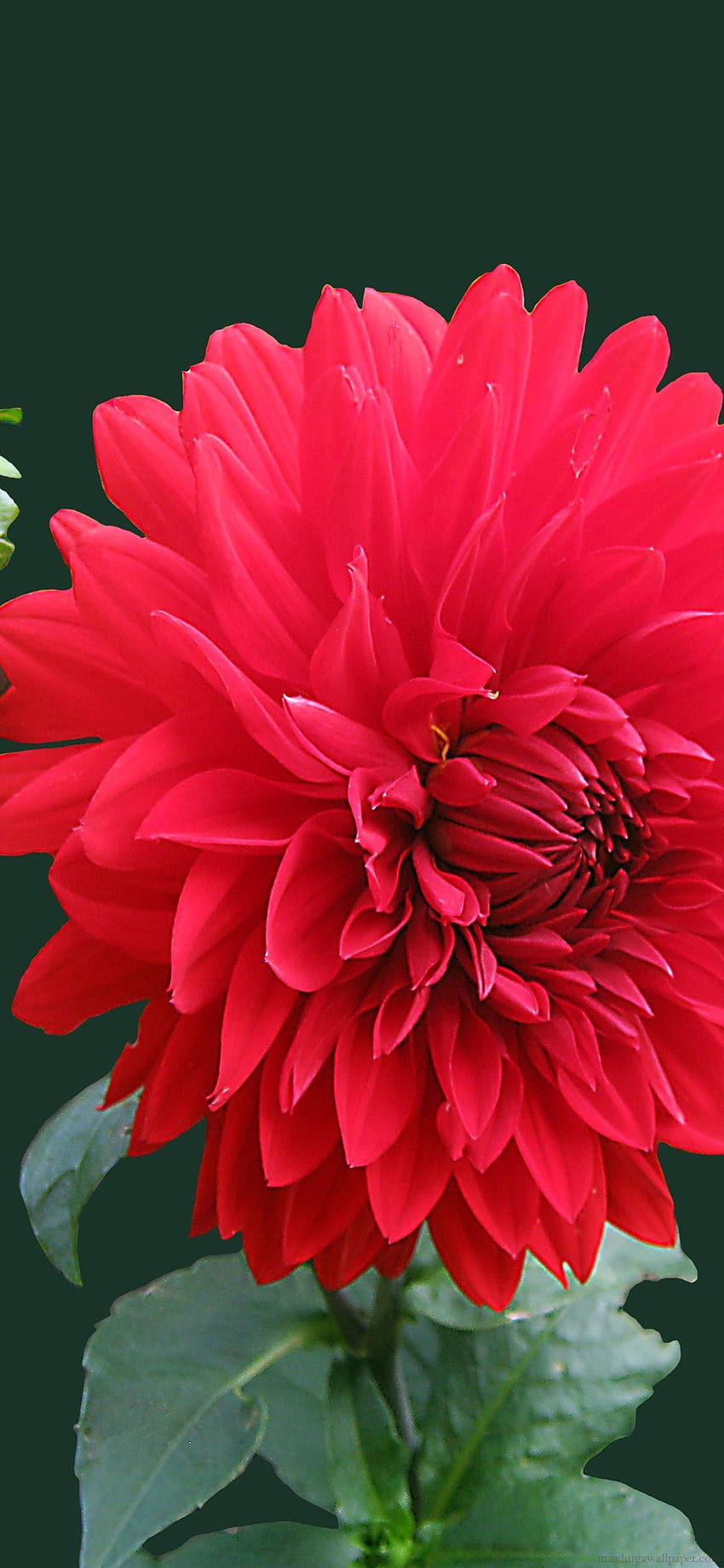 Rote Blütendahlie Blumenmobile HD-Handy-Hintergrundbild