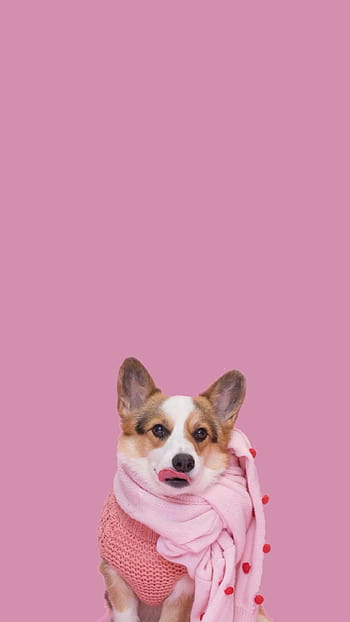 white and brown corgi besides brown dog iPhone 12 Wallpapers Free Download