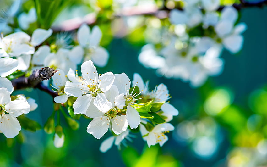 Aesthetic Flower Macbook, mac aesthetic spring HD wallpaper