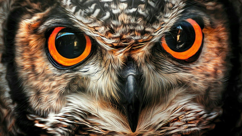 Big Owl Eyes HD wallpaper