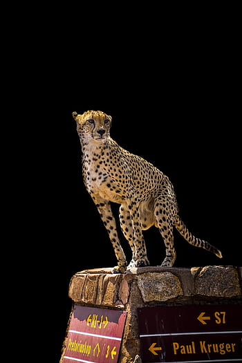 One Endangered Adult Female King Cheetah In South Africa Stock Photo -  Download Image Now - iStock