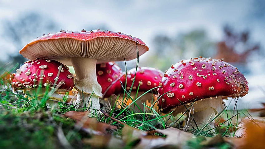 500 Mushroom Pictures HD  Download Free Images on Unsplash