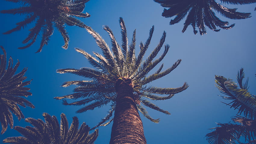 Palmeira, Recife de Coral, Arecales, Coral, Céu, palmeiras azuis papel de parede HD