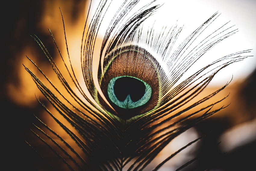 Peacock Feather, lady peacock HD wallpaper
