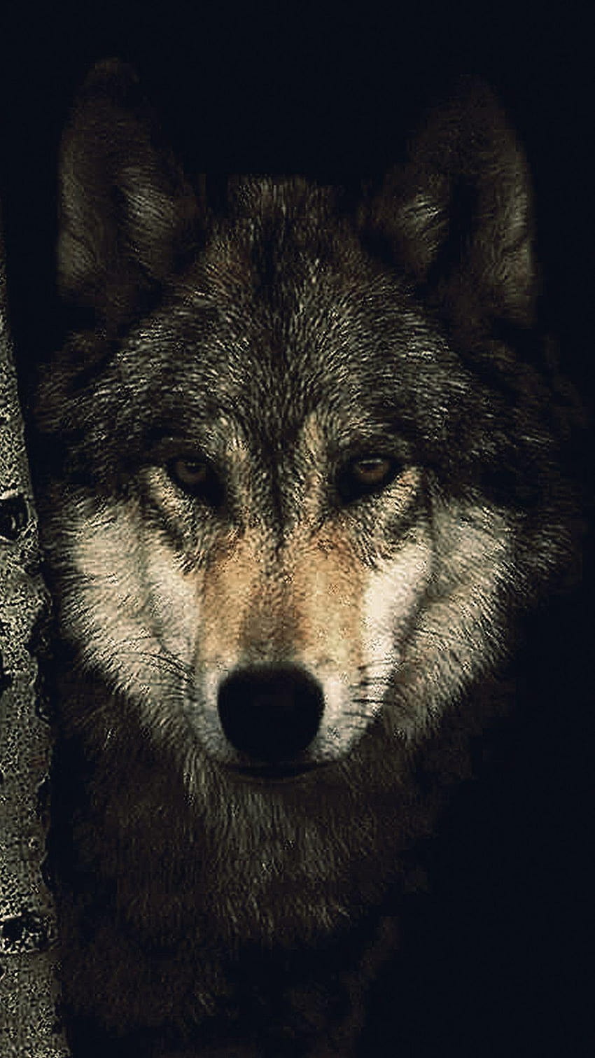 Black Wolf, alpha wolf background HD phone wallpaper