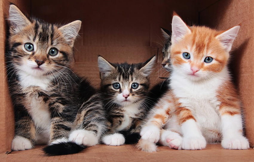 Olha, gatos, pose, conforto, gatinho, plano de fundo, caixa, três gatos papel de parede HD