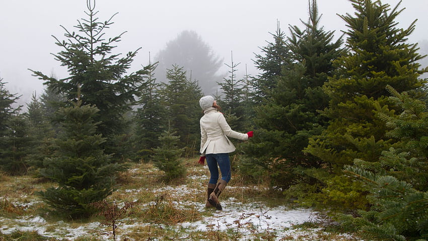 Five Surprising Ways Your Christmas Tree Can Give Back Long After the Holidays HD wallpaper
