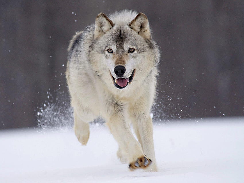 Wild wolf HD wallpaper | Pxfuel