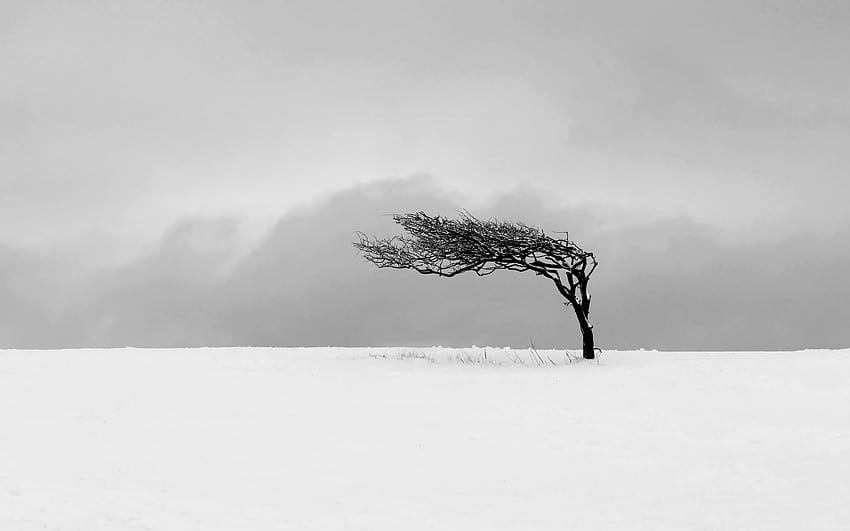 : trees, drawing, nature, minimalism, snow, branch, mist, frost, wind, zing, cloud, tree, fog, weather, season, blizzard, atmospheric phenomenon, black and white, monochrome graphy, winter storm 2560x1600, white snow tree HD wallpaper