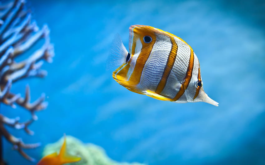 Sea Life Fish Under Water New [2560x1600] за вашия мобилен телефон и таблет, морска риба HD тапет