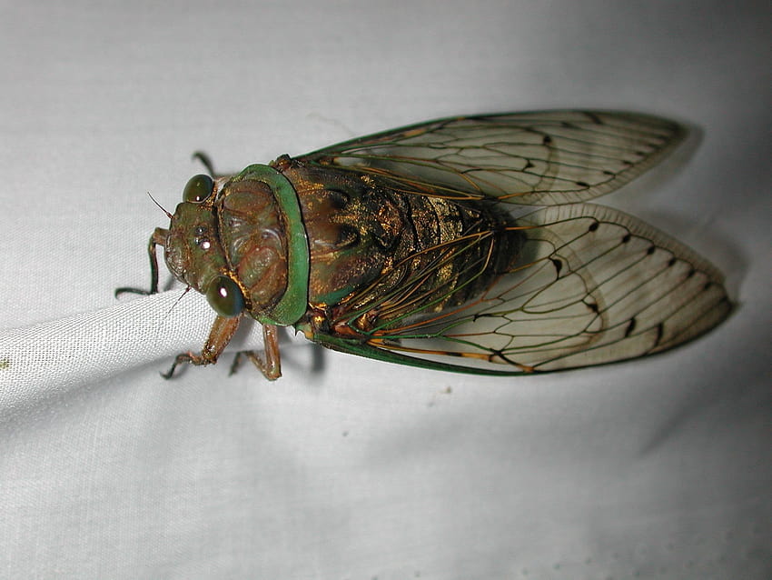 cicada, cicadas HD wallpaper