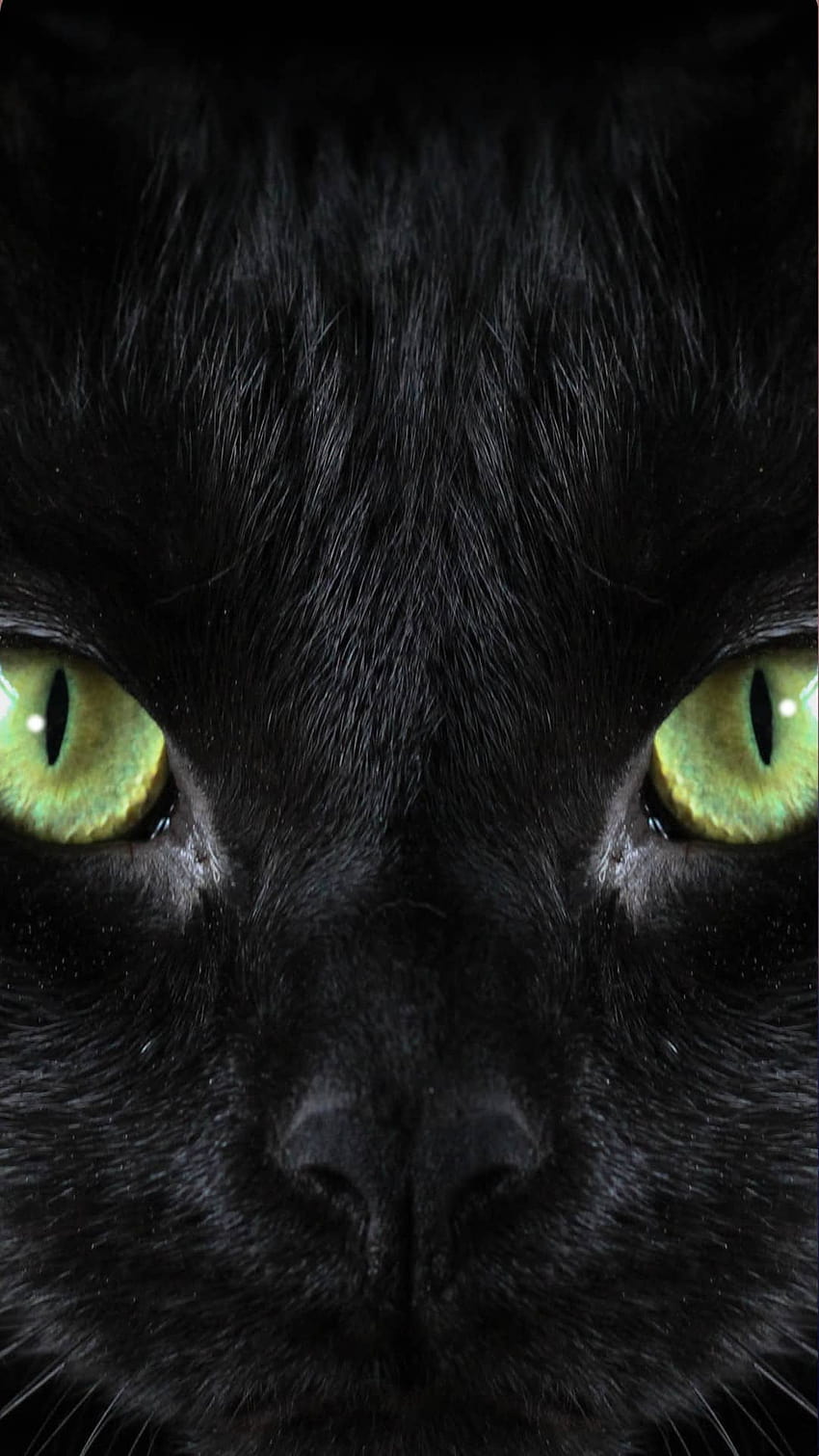 Black Cat For iPhone, halloween cat aesthetic HD phone wallpaper