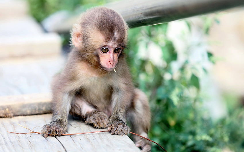 3840x2400 귀여운 작은 원숭이 배경. 귀여운 아기 원숭이를 보고, 댓글을 달고, 평가하세요. HD 월페이퍼
