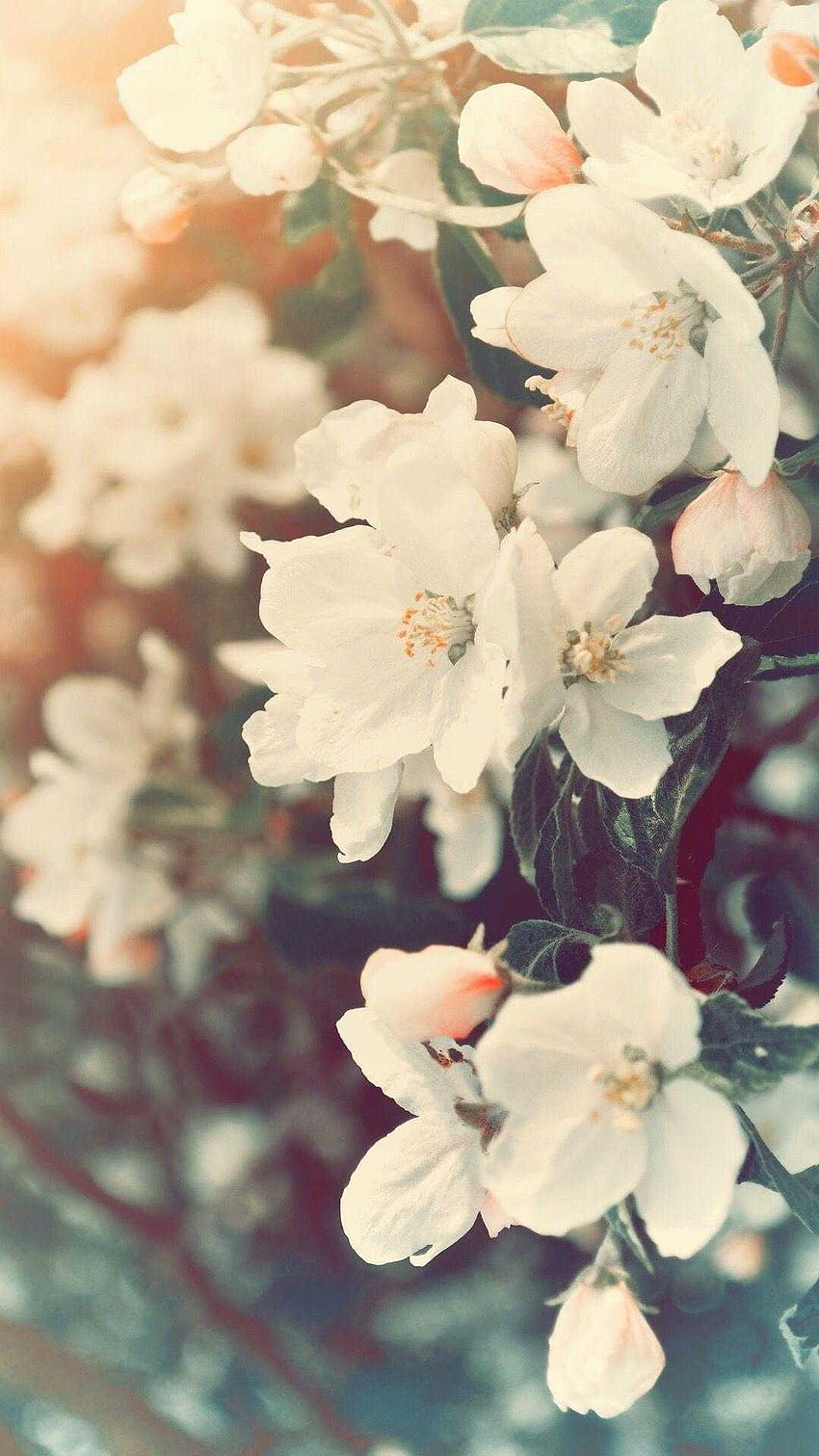 Latest, aesthetic ipad spring HD phone wallpaper | Pxfuel