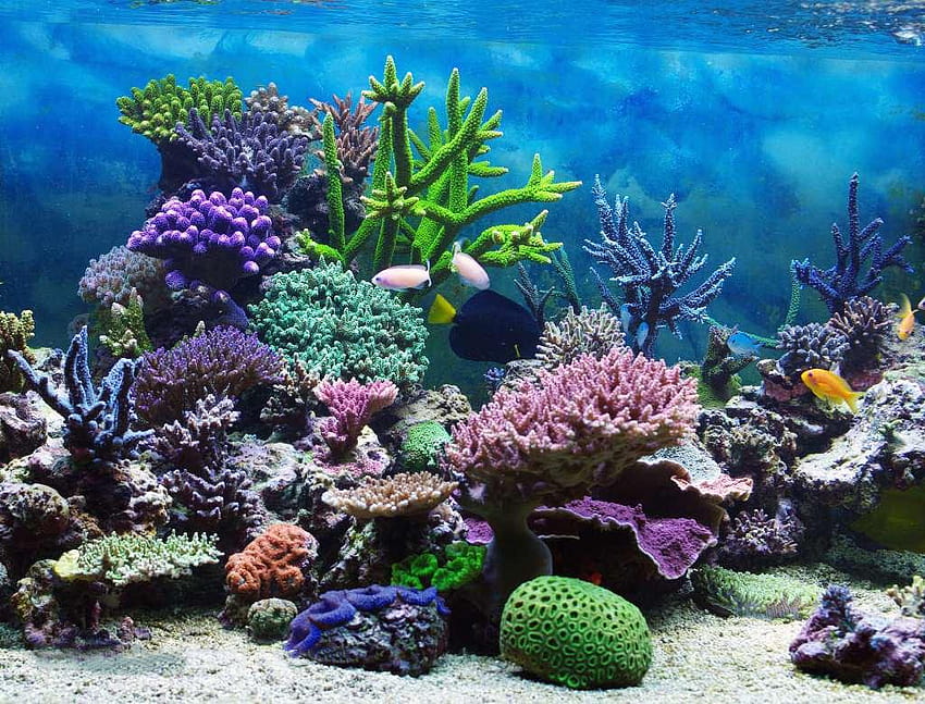 พื้นมหาสมุทรแนวปะการัง พื้นทะเล วอลล์เปเปอร์ HD