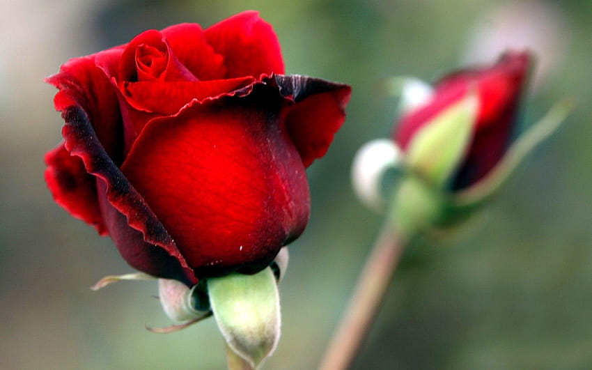 Rosebud Red Flowers, kecantikan merah Wallpaper HD