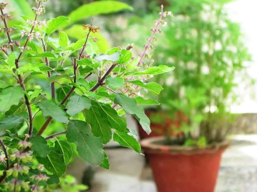 พืชสมุนไพร 10 อันดับแรกสำหรับบ้านของชาวอินเดีย สมุนไพรธรรมชาติ และพุ่มไม้ วอลล์เปเปอร์ HD