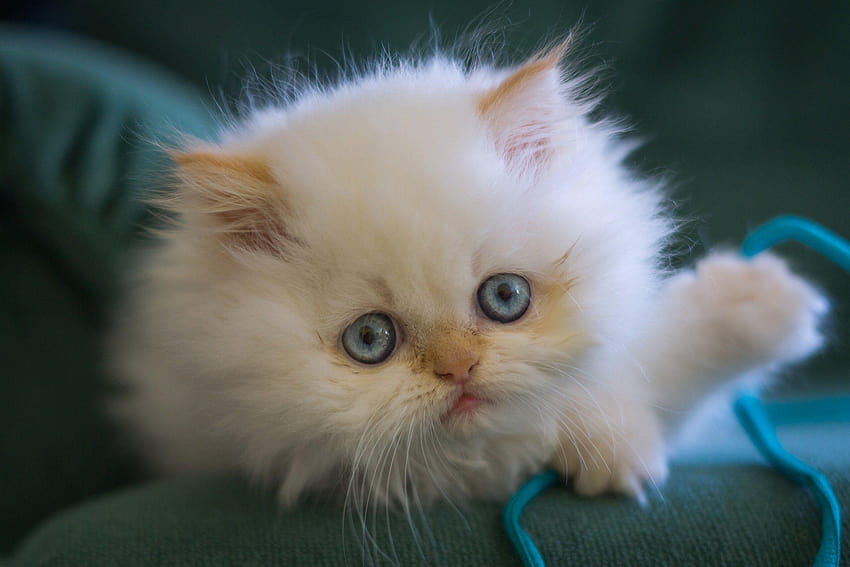 White Baby Cat HD wallpaper Pxfuel