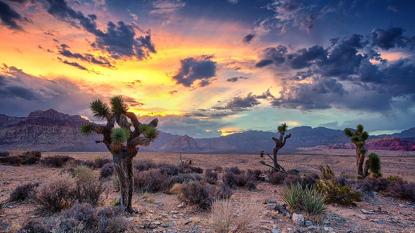 Cactus Desert, aesthetic desert HD wallpaper