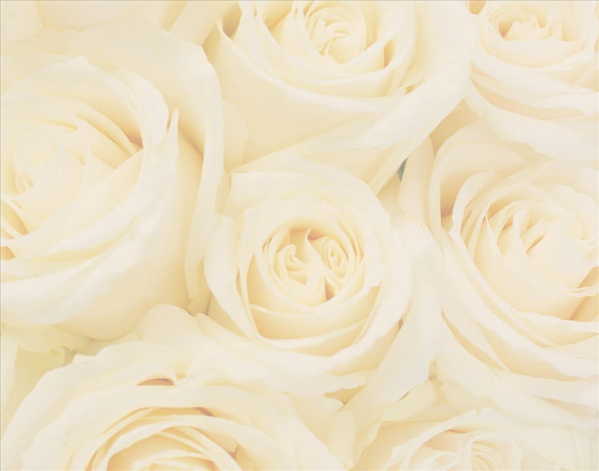 White roses wedding backgrounds, ivory rose HD wallpaper