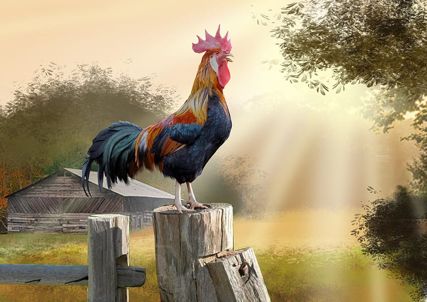 Rooster, types of chicken HD wallpaper