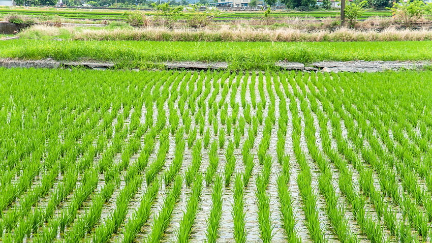 Agricultores de arroz de Taiwan usam big data para lidar com as mudanças climáticas papel de parede HD