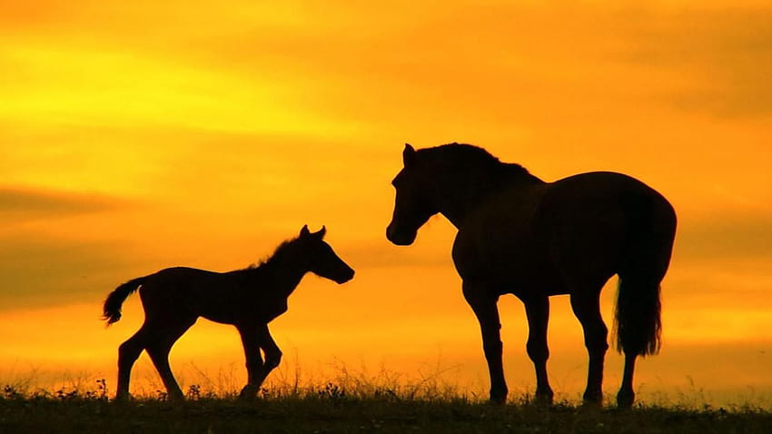 Mare and foal sunset ♡, baby cows and horses HD wallpaper | Pxfuel