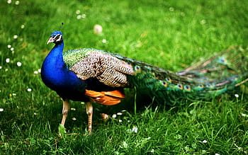 Best beautiful peacock and HD wallpapers | Pxfuel