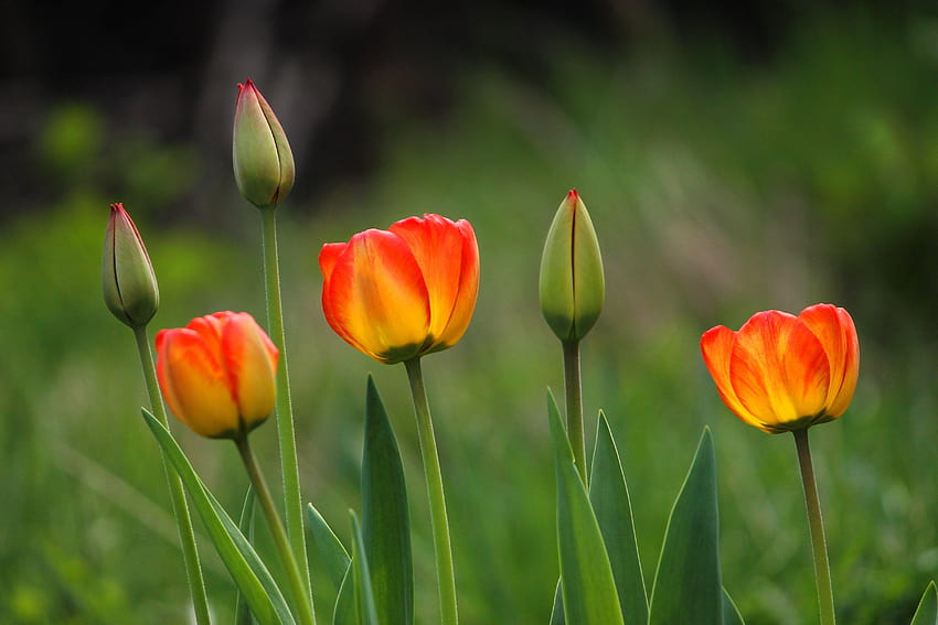 Flowers Buds Tulips Sunlight Spring Beautiful Nature Mobile, spring ...