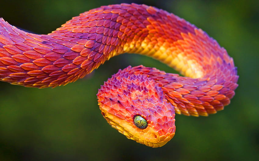 Colorful snakes HD wallpaper | Pxfuel