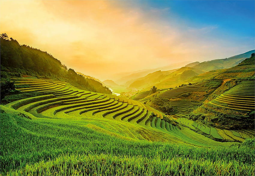 Campo de arroz en terrazas en Vietnam fondo de pantalla