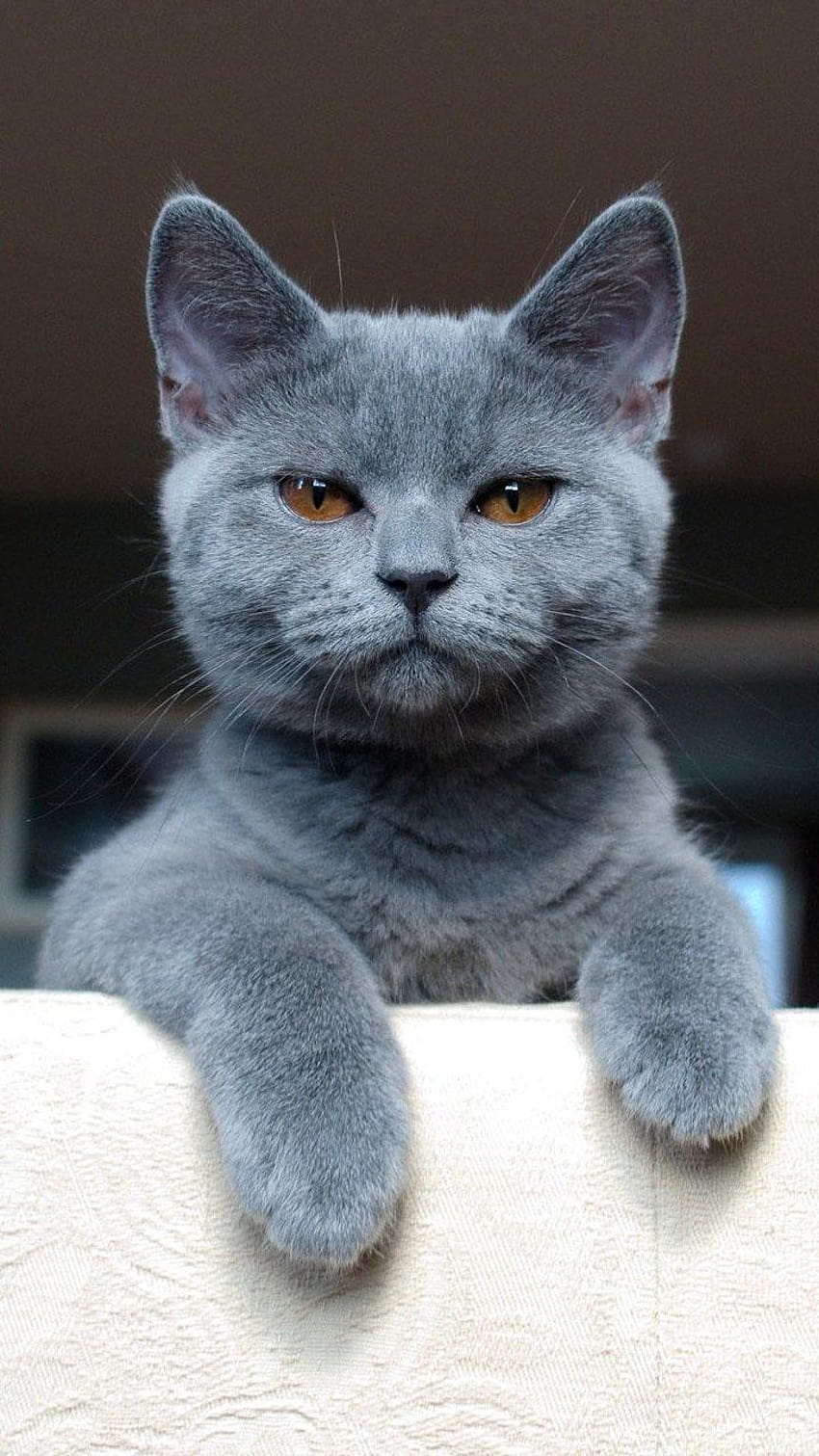 British Shorthair Cat สำหรับ Android, แมวอังกฤษ วอลล์เปเปอร์โทรศัพท์ HD