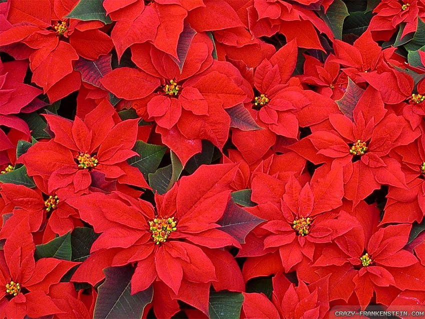 Natal de flores vermelhas, poinsétia de natal papel de parede HD