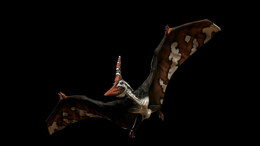 PRIMAL CARNAGE fantasy dinosaur u, pteranodon HD wallpaper | Pxfuel