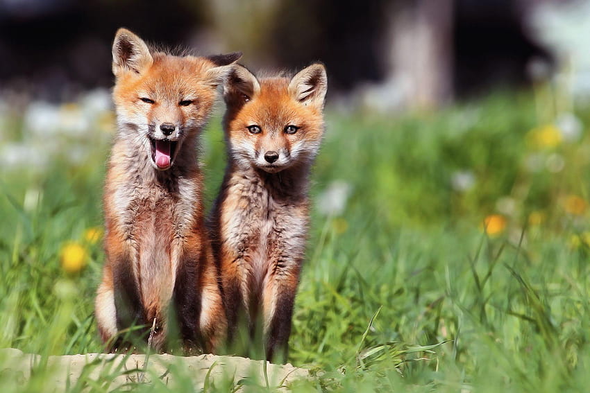 little fox, fox cubs HD wallpaper