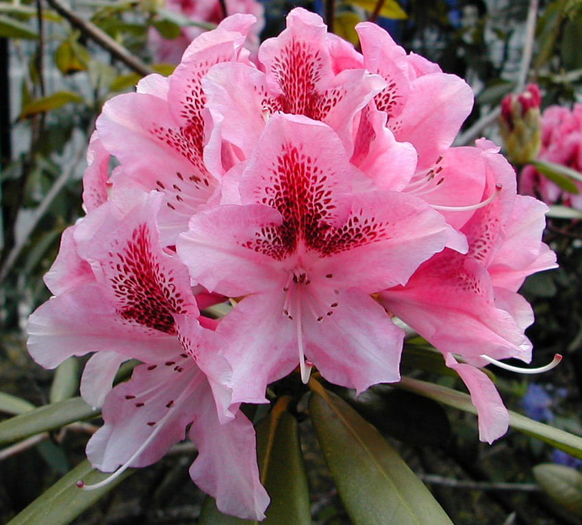 Rhododendron, Erde, HQ Rhododendron, Rhododendren HD-Hintergrundbild