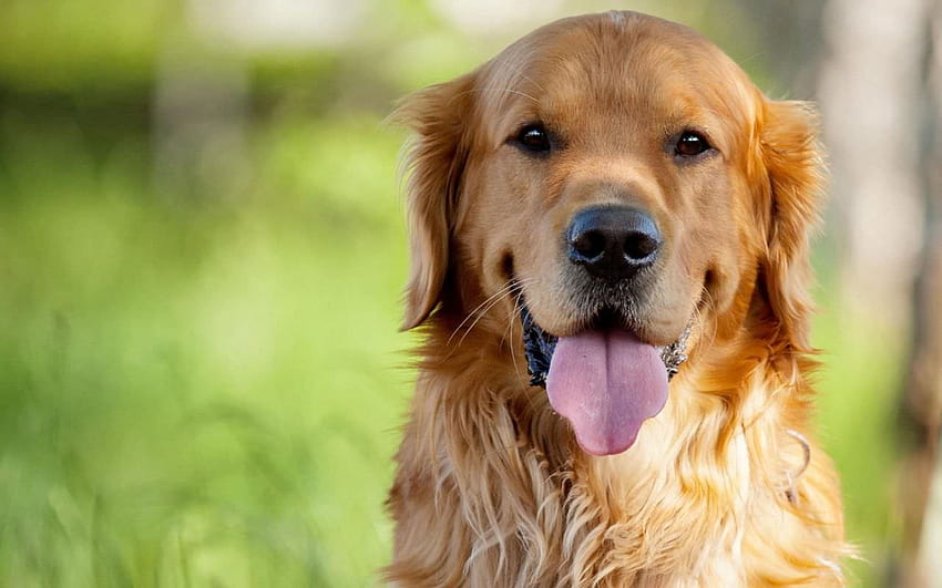 Hund Golden Retriever, großer Hund HD-Hintergrundbild