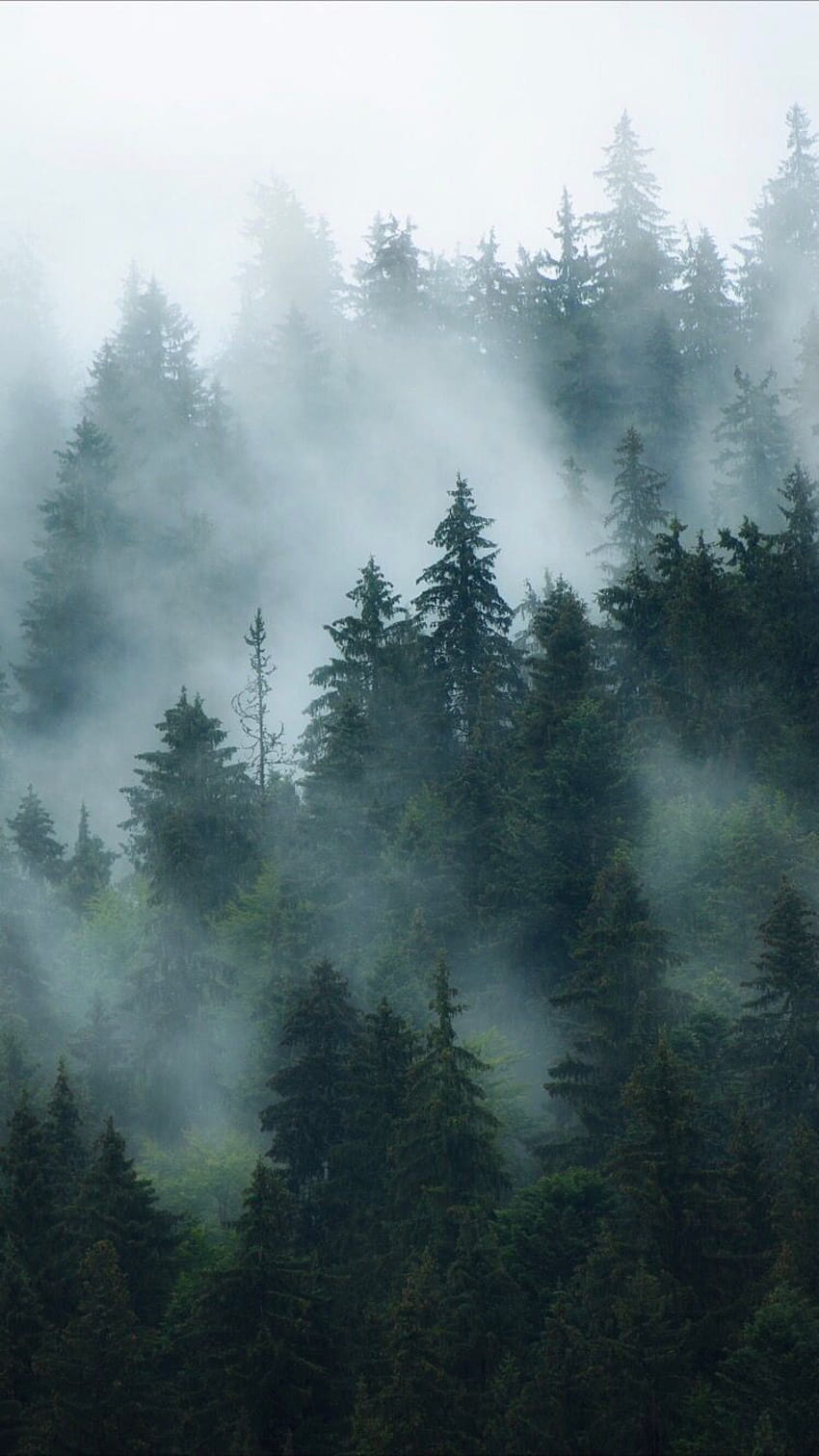 Mglisty las tła Mglisty las dla Twojego iPhone XS Max od Everp…, mglisty las górski wykres Tapeta na telefon HD
