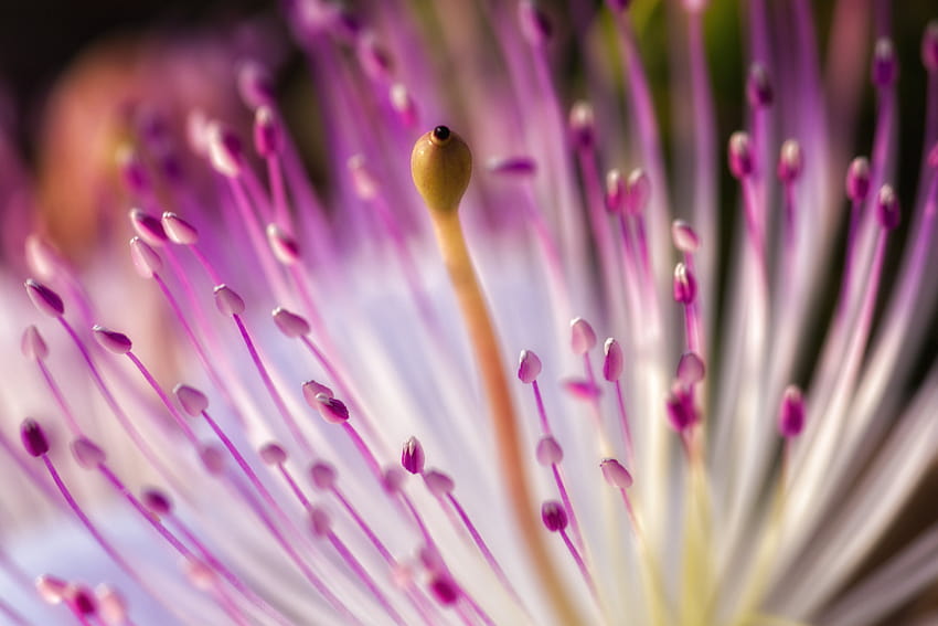 Purple pincushion flower in close, pincushion flowers HD wallpaper