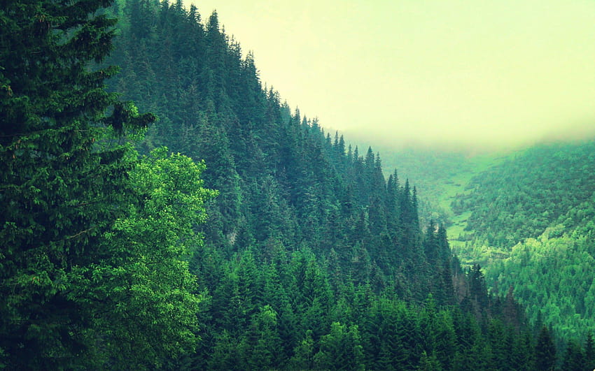 山、雲、風景、自然、木、森、丘、松、松の木 高画質の壁紙