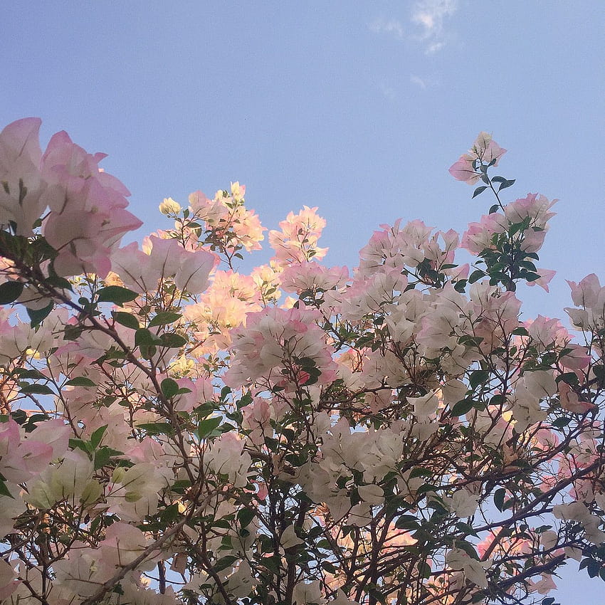 Aesthetic pink✨ przesłane przez K a s s and r a, różowe drzewa estetyczne Tapeta na telefon HD